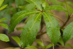 Pseudopanax Lessonii